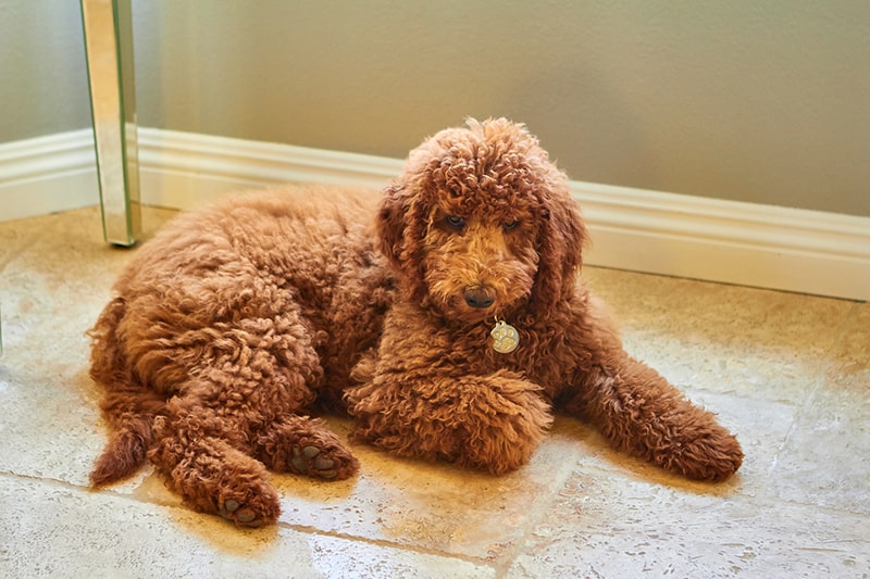 Meet Our Health-tested Wala-registered Australian Labradoodle Parent Dogs.